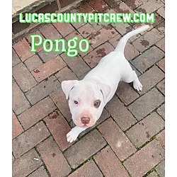 Photo of Pongo