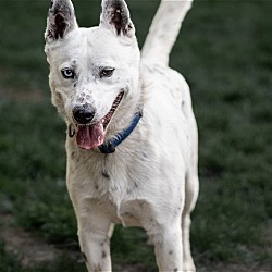 Thumbnail photo of Kris (foster or adopter needed!) #2