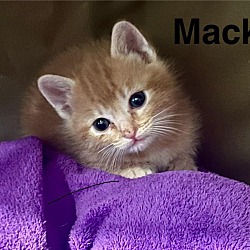 Thumbnail photo of Mack #2