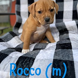Photo of Rocco