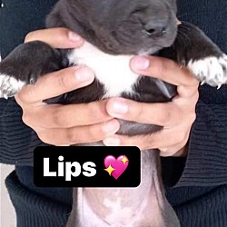 Thumbnail photo of Lips #2