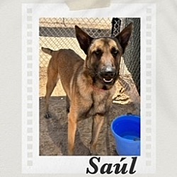 Thumbnail photo of Saul #1