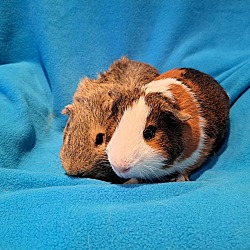 Thumbnail photo of Snickers and Smores #1