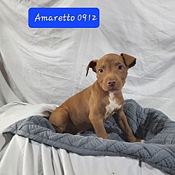 Thumbnail photo of BP Pup Amaretto #3