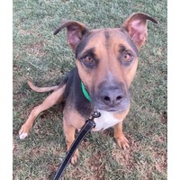 adopt-pet