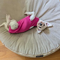 adopt-pet