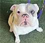 BOWIE - English Bulldog available for adoption