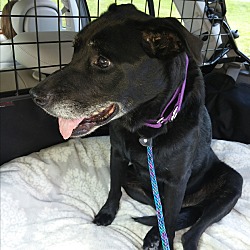 Thumbnail photo of Nikki - being fostered in CT! #4