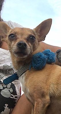 Loxahatchee, FL - Chihuahua. Meet Benny a Pet for Adoption - AdoptaPet.com