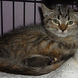 Photo of Lynxie
