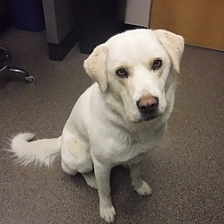 Labrador Retriever Puppies For Sale In Alberta Adoptapet Com