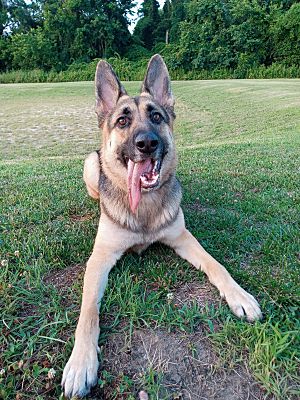 Phila, PA - German Shepherd Dog. Meet shelby a Pet for Adoption ...