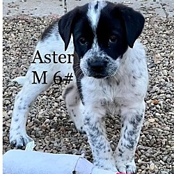 Photo of Aster