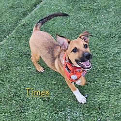 Thumbnail photo of Timex #2