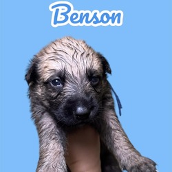 Thumbnail photo of Benson #2