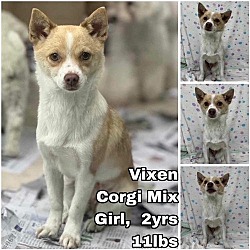 Photo of Vixen from Korea