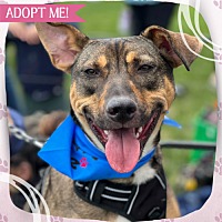 adopt a pet