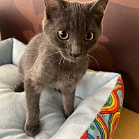 adopt a pet
