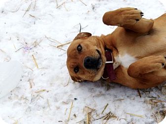 golden lab terrier mix