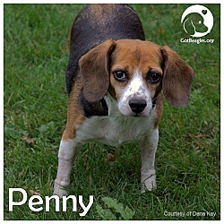 Thumbnail photo of Penny II #1