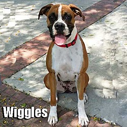 Thumbnail photo of Wiggles #2