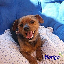 Thumbnail photo of Bongo #3