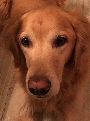 Cedar Springs Mi Golden Retriever Meet Baxter A Pet For Adoption