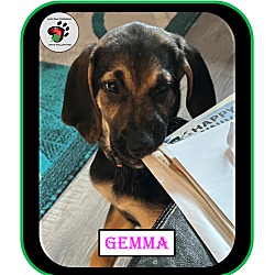Thumbnail photo of Gemma - ADOPTED #4