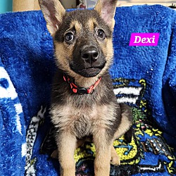 Thumbnail photo of Dexi (PUPPY) #3