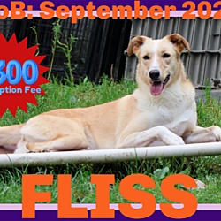 Photo of FLISS - $300
