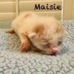 Thumbnail photo of Maisie #1