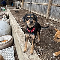 adopt a pet