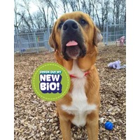 adopt-pet