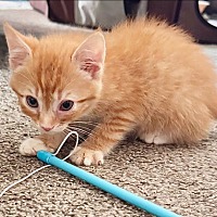 adopt a pet