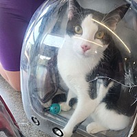 adopt a pet