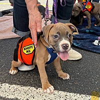 adopt a pet