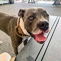 adopt a pet