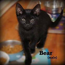 Thumbnail photo of Bear #1