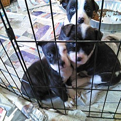 Thumbnail photo of A liter of puppies #1