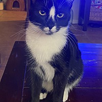 adopt a pet