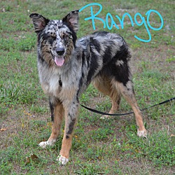 Photo of Rango