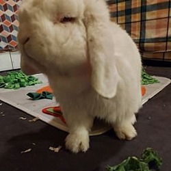Thumbnail photo of Yoshi #4