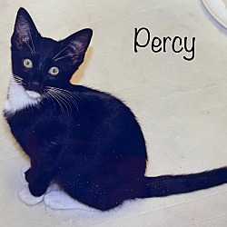 Photo of Percy