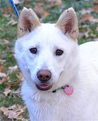 Enfield, CT - Husky/Eskimo Dog. Meet Chloe a Pet for Adoption
