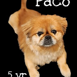 Thumbnail photo of paco #3