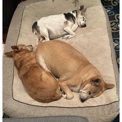 Photo of scooter, daisy, lilly