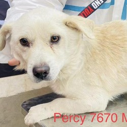 Thumbnail photo of Percy 7670 #1