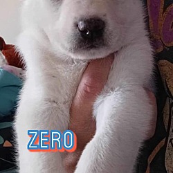Thumbnail photo of Zero #1