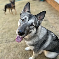 adopt a pet