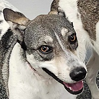 adopt-pet